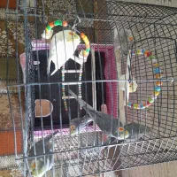 تعدادی عروس هلندی