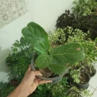 همه چی فقط 25تومن