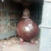 یک کبوتر دارم که باعروس هلندی محافزه میکنم