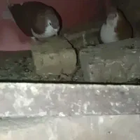 شیرازی