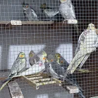 جوجه ۲ماهه عروس هلندی