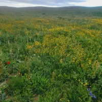 کره گوسفندی کلات نادر