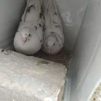 کبوتر