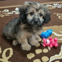 توله سگ ۳ماهه نژاد پکینیز