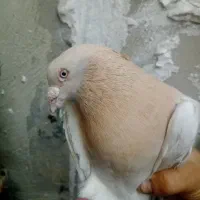 کبوتر|پرنده|عسلویه, |دیوار