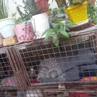 قفس کفتر یا اقل مرغ