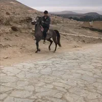 مادیان 5 به 6 سال نوه ی ایگید سرعین