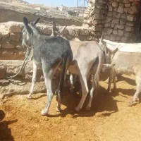 ولاغ|حیوانات مزرعه|زاگرس, |دیوار