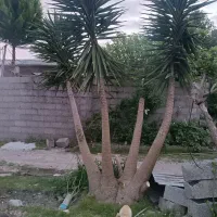 درخت یوکا ۳متری