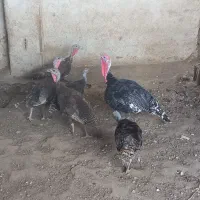 بوقلمون