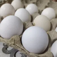 تخم مرغ محلی