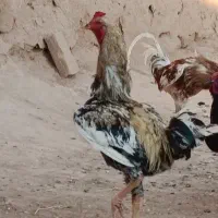 خروس لاری اصل