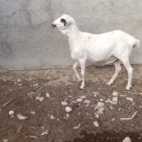 قوچ