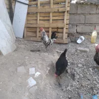 خروس گلین