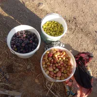 انجیر دیم ۱۰۰