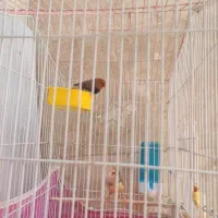 فنچ معاوضه با ساعت مچی