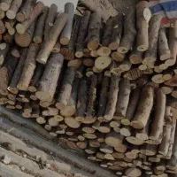 کلیه خدمات باغبانی