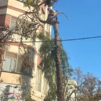 برش درخت خرید چوب