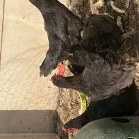 مرغ تخم گذار بلک استار
