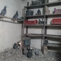 کبوتر|پرنده|خواجه, |دیوار