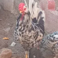 فروش خروس گلین چهل تاج ریشی زیر مرغی جوان