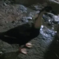 حیوان مزرعه