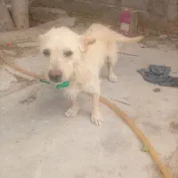 سگ پاکوتاه