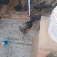 جوجه امروک نیمچه دو ماهه
