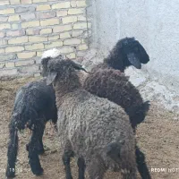 3راس بره شیرمست نروماده