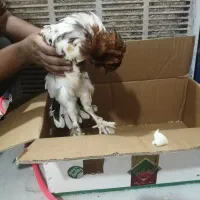 معاوضه