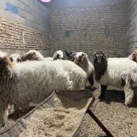 بره|حیوانات مزرعه|اهواز, کمپلو شمالی|دیوار