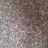 فروش کنجد ایرانی