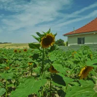 لوکیشن آفتابگردان جهت عکاسی و فیلمبرداری
