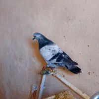 کبوتر|پرنده|زرند, |دیوار