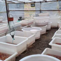 ماهی قرمز عید تنگ ماهی سبزه