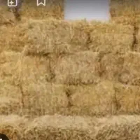 فروش گندم وشالی وکاه گندم