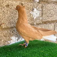 ماده زرد دم سفید