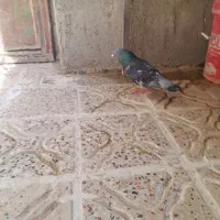 کبوتر  کفتر پرنده پلاکی