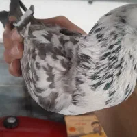 کبوتر سوسکی