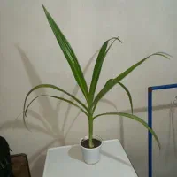 گل سوسن عنکبوتی بزرگ