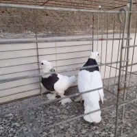 کبوتر|پرنده|آران و بیدگل, |دیوار