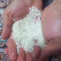 برنج دم سیاه تازه کوبیدم ۲۰۰ کیلو