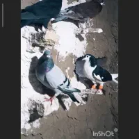 کفتر دسته 20 تایی همه موشک به زمانت
