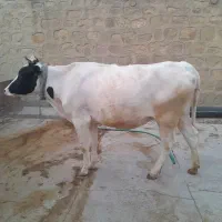 یک راس شنگول کاملا سالم وخوش خوراک