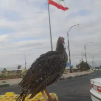 جوجه بوقلمون ۳ماهه ۹۰۰هزار