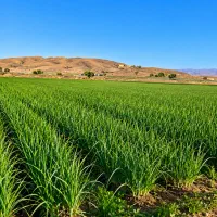 زمین-کشاورزی-کریم-آباد