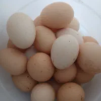 تخم مرغ طبیعی