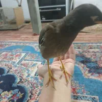 جوجه مینا
