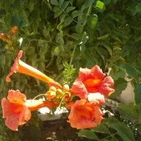 گیاه زیبای پیچ اناری