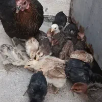 جوجه محلی اصل